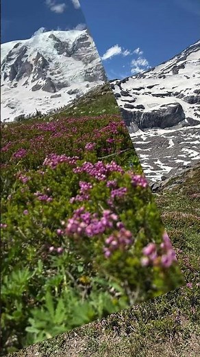 🌸 Experience the breathtaking beauty of Mount Rainier National Park on the iconic Skyline Trail! 🏔️