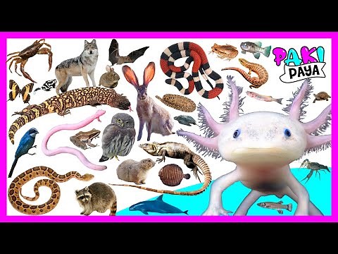 THE MOST FASCINATING ANIMALS OF MEXICO! 🟩⬜🟥 Animals native to Mexico - EDUCATIONAL VIDEO