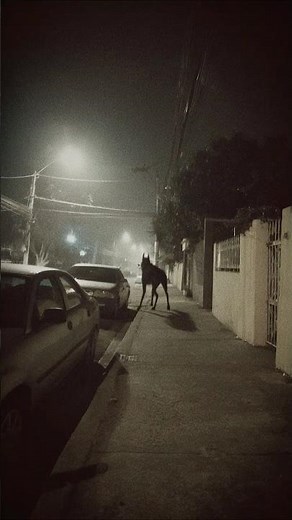 CCTV Camera Captures Chupacabra Lurking In Mexico Suburb