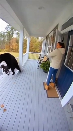 Pitbull Saves Owner from Bear Attack in SECONDS! 🐻 A Must-See Viral Moment! ​​#reels ​#Bear ​#Dog | Sine Guiba