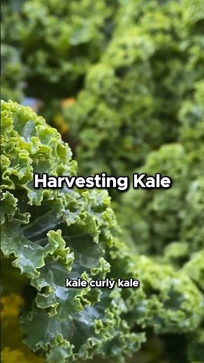 Grow and Harvest Kale: Tips for a Bountiful Crop 🥬