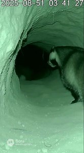 Badger Den Loop Python at One Step Away