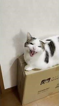 Meow my cat is too energetic.