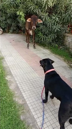 #black Labrador dog barking sound loudly#youtube short viral video