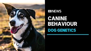 5K views · 71 reactions | A study of over 4,000 dogs has pinpointed genetic variants linked to characteristic dog behaviours. In some cases, genes modified thousands of years ago were retained by humans breeding dogs for specific purposes. | ABC News | Facebook