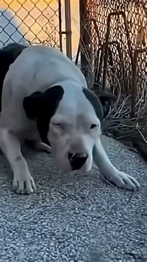 The puppy was scared #dogs