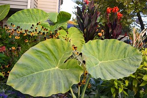 Colocasia gigantea - Alchetron, The Free Social Encyclopedia