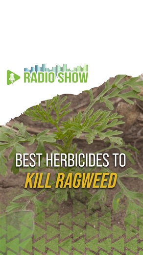 Here are some good pre-emerge herbicides in corn to kill ragweed. | Ag PhD