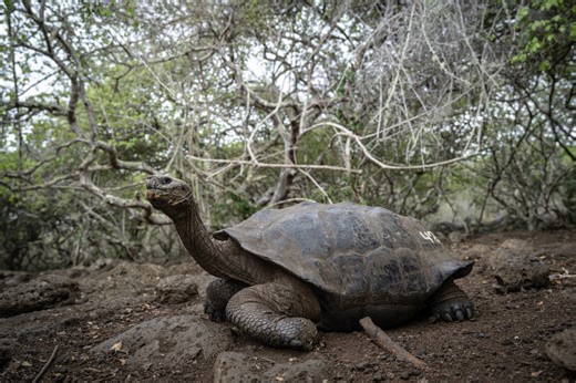 Metro Richmond Zoo offers up-close experience with Galapagos giant tortoise