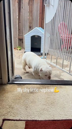 He is too buff to be so shy 🤣 | Paul Volfovski