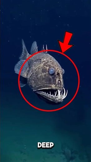 The Fish with Teeth Too Big for Its Own Head! 🦷🐟