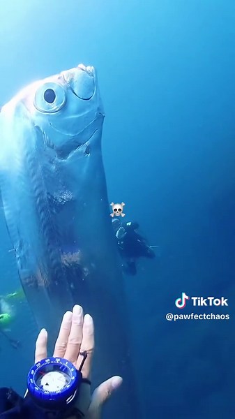 Explore Deep-Sea Creatures: Scary and Mysterious