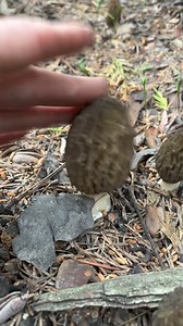 With the coming of spring, new life springs eternal - heralded by the appearance of morel mushrooms (Morchella). These are some of the most sought after wild edible mushrooms, they are absolutely delicious when cooked (but are toxic raw). There are hundreds of species of morels that occur around the world in different habitats, but they all have roughly conical caps covered in deep honey comb pits and are hollow inside. . There’s a lot of confusion out there concerning “false morels” which is an