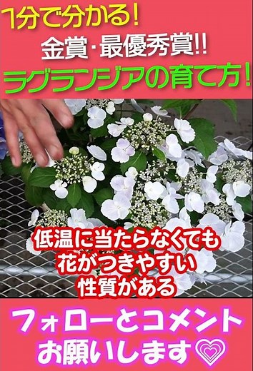 紫陽花 ラグランジアの育て方 #shorts 407 園芸 ガーデニング 初心者