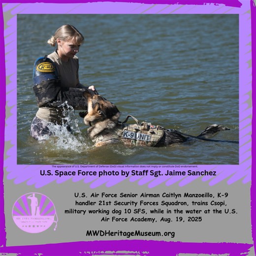 Military working dogs train at U.S. Air Force Academy COLORADO SPRINGS, COLORADO, UNITED STATES 08.19.2025 Photo by Staff Sgt. Jaime Sanchez Space Base Delta 1 U.S. Air Force Senior Airman Caitlyn Manzoeillo, K-9 handler 21st Security Forces Squadron, trains Csopi, military working dog 10 SFS, while in the water at the U.S. Air Force Academy, Aug. 19, 2025. Water aggression training gives K-9 Handlers a chance to see how their dogs react to a water environment, making sure they are ready for any