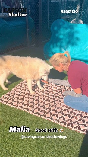 10K views · 587 reactions | ✳️MALIA ✳️ID: #A5631120 ↩️__SENIOR...