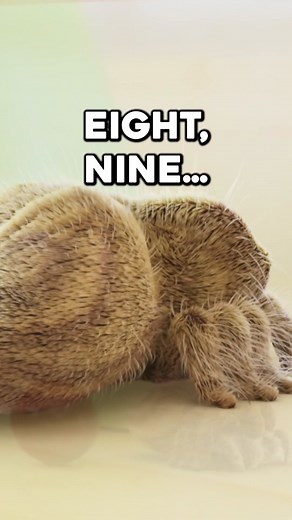 Hide and Seek with Lucas the Spider 🕷️🙈 #lucasthespider #cartoons #animation