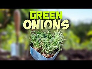 Container Green Onions: Grow More in Small Spaces | Master Gardener Course