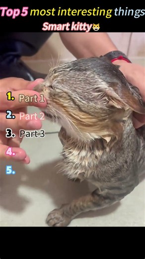 My cat's brain is fully developed.😺😸😹😻#foryou #funny #pets #puppy #cat #cute #kitten #fyp