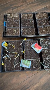 Gardening Mishaps: 😔 completely forgot about these seeds I sowed a month ago! While vacuuming the office, I found the tray tucked away—unfortunately, they didn’t make it. It’s my husband who usually vacuums the floor. Lesson learned: always check on your seedlings and make a note for everything! Have you ever had a gardening mishap like this?”#GardeningFails #SeedStarting #GardenLessons #IndoorGardening #PlantCare #SeedlingDisaster #GardeningJourney #LearningFromMistakes | Che Thompson