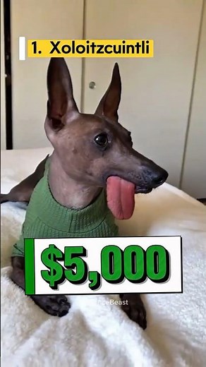 Top 3 Weirdest Dogs You Won’t Believe Exist