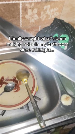 The Strange Things in My Bathroom: A Morning Surprise