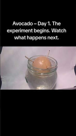 #Stopmotion created in Stop Motion Studio on Android. Day 1 of my growing avocado. #studioksava