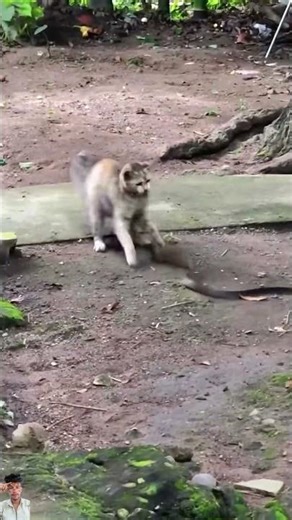 Cat vs Snake 😱⚡ One Wrong Move = End! | Real Life Battle 🔥 #catvssnake #wildlife #shorts