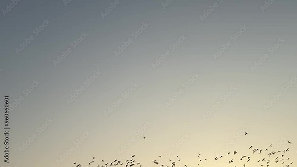 Witness the beauty of birds flying in a group, captured in slow motion. This video showcases the grace and coordination of birds as they soar through the sky, creating a mesmerizing dance of wings.