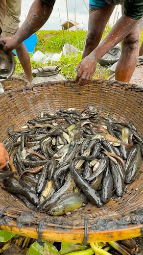 30K views · 202 reactions | Wow Popular Native Fish. | River Fishing BD | Facebook