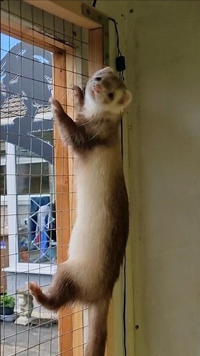 Ferret Fun in the Sun 🌞