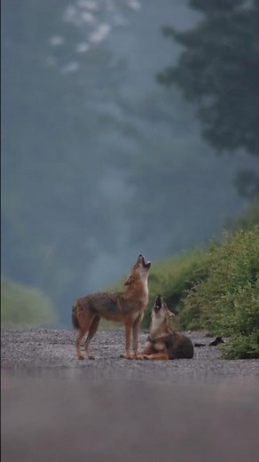 What's Behind the Haunting Howls of Golden Jackals at Sunset?