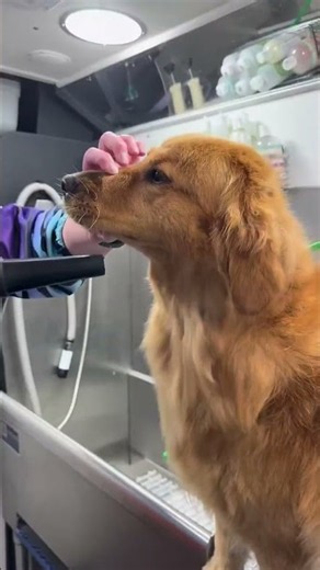 We Expressed This Dog's Anal Glands. Here's How to Know If Yours Needs It