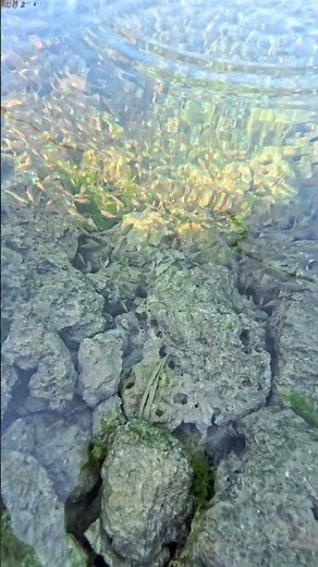 A Swarm of Tiny Fish Under the Sea 🌊🐟