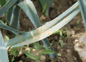 Traitement naturel contre la rouille des plantes : nos meilleures astuces