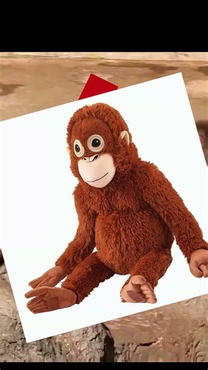 Why is this baby monkey Little Punch hugging a toy? #heartwarming #monkey #baby #animal