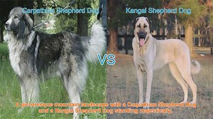 Carpathian Shepherd Dog vs. Kangal Shepherd Dog: A Comparison