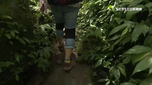 溪頭神秘「逃票路線」 登山熟客最愛