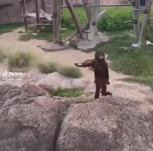 Demanding Monkey Meme Compilation