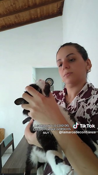 Desparasitante para gatos: Cómo desparacitar a tus michis