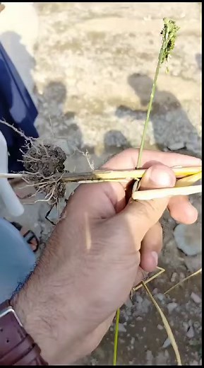 Stem borers can destroy rice at any stage of the plant from seedling to maturity. They feed upon tillers and causes deadhearts or drying of the central tiller, during vegetative stage; and causes whiteheads at reproductive stage. | Agriculture Department KP