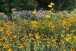 A refuge for pollinators: A case study of establishing large-scale pollinator habitat on marginal farmland using federal funds
