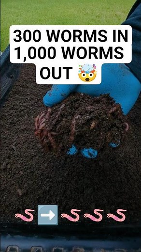 WORM BREEDING Bin That Makes 1,000 Worms in 3 Weeks #shorts #worms