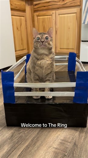 Only two days left to get a Gumble Bee plushie! Linked in my bio! #Gumbus #cat #catsofinstagram #kittensofinstagram #rescuecat #rescuekitten #cat | Gumbus Gumbus