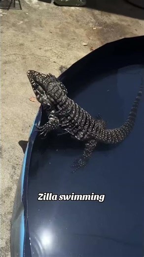 Have you seen a tegu swim? #reptiles #tegulizard #tegus #reptile