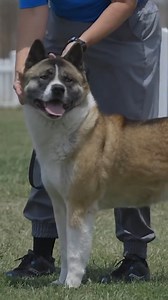 107K views · 2.1K reactions | The best dog for home protection ‍了 | Dogumentary TV | Facebook