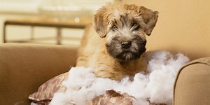 The 8 most bizarre pet insurance claims in the UK revealed