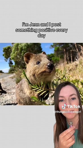 Discover the Friendly Quokkas of Rottnest Island in Australia