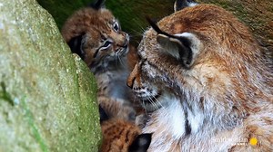Nobody knows the purpose behind the distinctive ear tufts of the Eurasian lynx. But it’s the standout feature of one of the world’s most mysterious and solitary species. Watch more when Carpathian Predators premieres Wednesday at 8 PM. | Smithsonian Channel