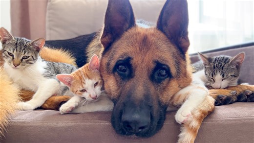 German Shepherd and Kittens Share an Adorable Friendship